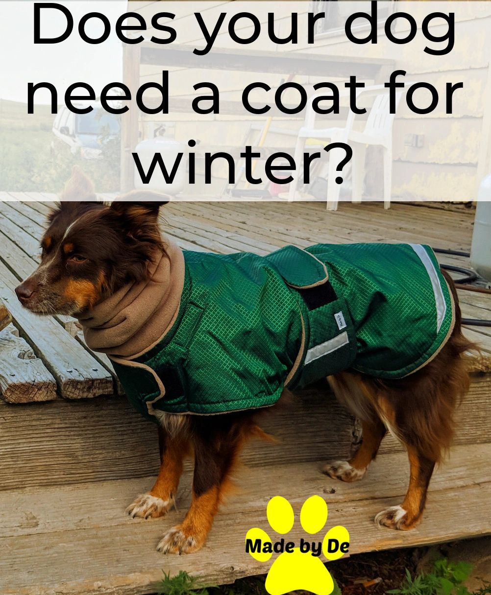 How to tell if your dog needs a coat